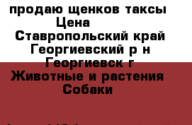 продаю щенков таксы › Цена ­ 800 - Ставропольский край, Георгиевский р-н, Георгиевск г. Животные и растения » Собаки   